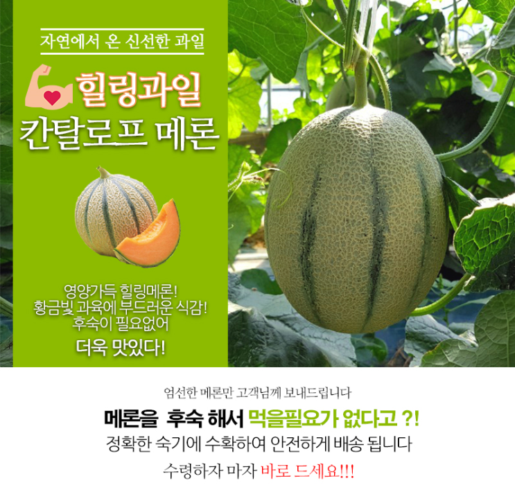  달콤한 칸탈로프멜론 가격 및 파는곳 CANTALOUPE 메론