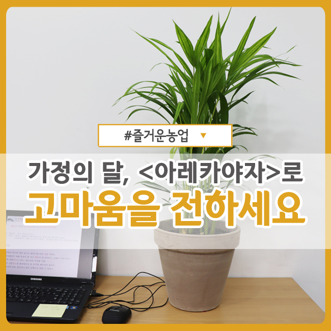 가정의 달, 공기 정화되는 <아레카야자>로 고마움을 전하세요!