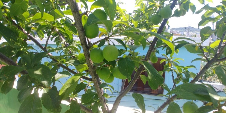 옥상정원.ㅋ: 각종 유실수들이 열매를 맺은 저희 집 옥상입니다.ㅎㅎ