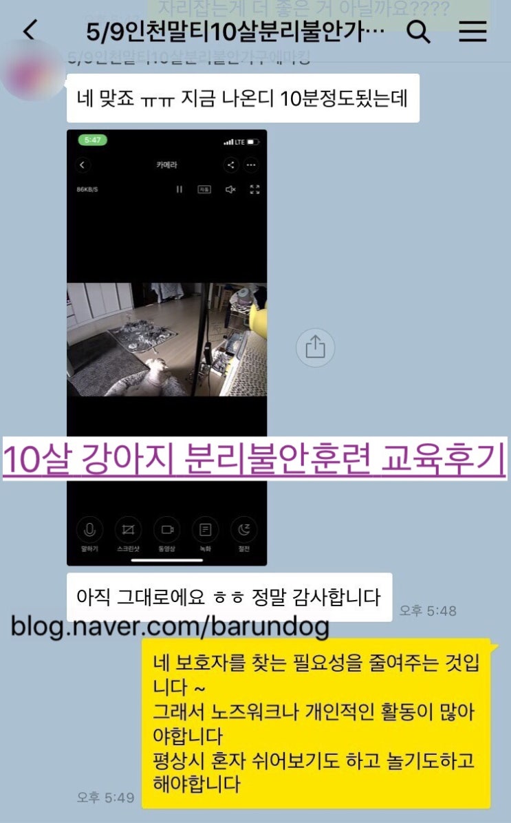  인천 송도, 영종도 강아지가정방문훈련 혼자두면 하울링하는 강아지분리불안교육방법