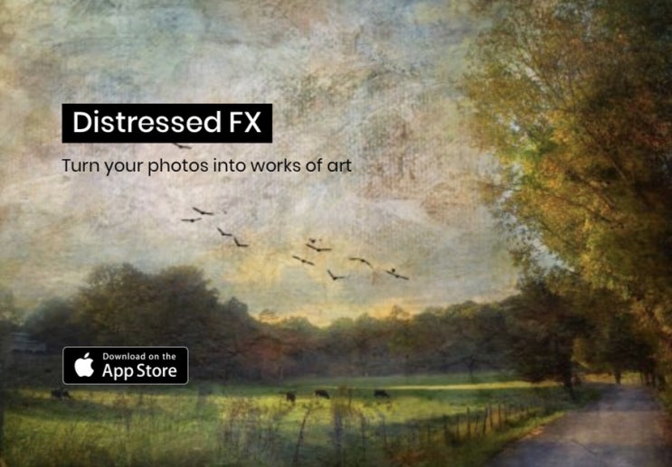 빈티지한 분위기 그리고 새, 이런 사진필터 앱 distressed FX 어떠세요, 예술사진...?