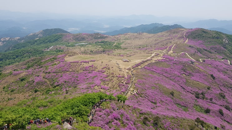  합천 황매산 철쭉제 (떡갈재 등산코스)