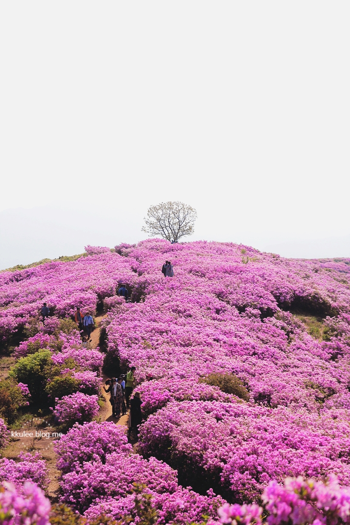  합천 황매산 철쭉제 오토캠핑장 주차장 정보, 새벽출발