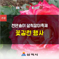  천만송이 삼척장미축제 꽃길런 행사[삼척 가볼만한곳]