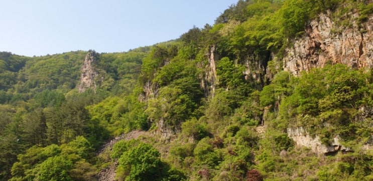  2019년 5월11~12일 채심 강원도 고산 자연산 산삼판매/웰빙산약초