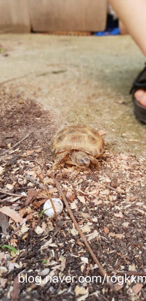 Extreme high yellow horsefield tortoise - 호스필드 육지거북