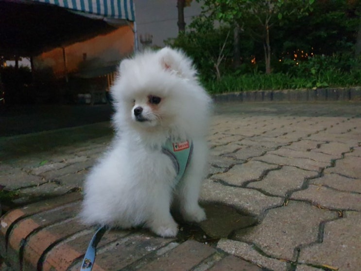  포메라니안 3개월 강아지
