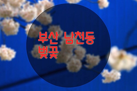 다예전 이미지