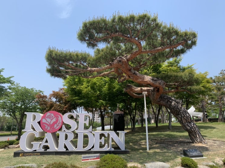  5월14일 로즈데이 조선대학교 장미축제 광주가볼만한곳 추천 장미 못받으셨다면 구경가세요