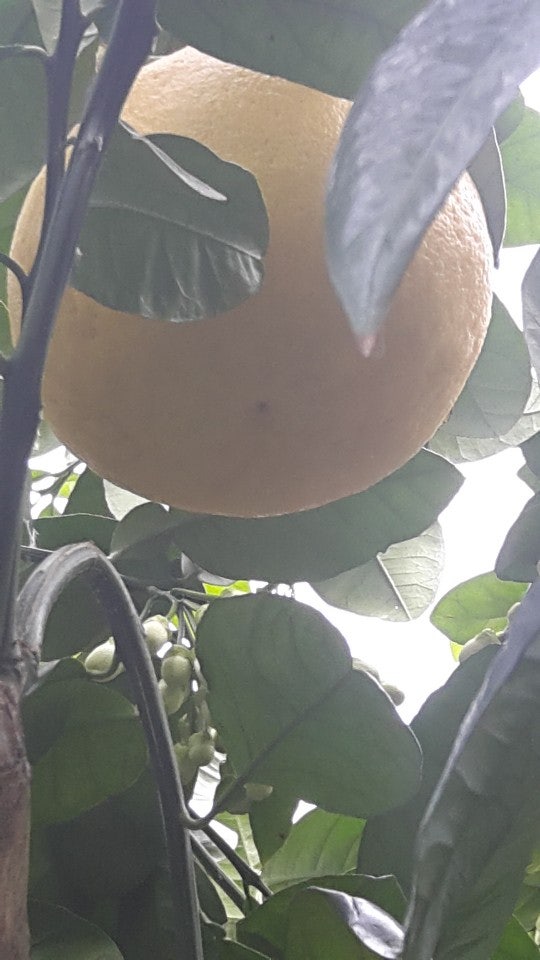 늘코삿 사진 6
