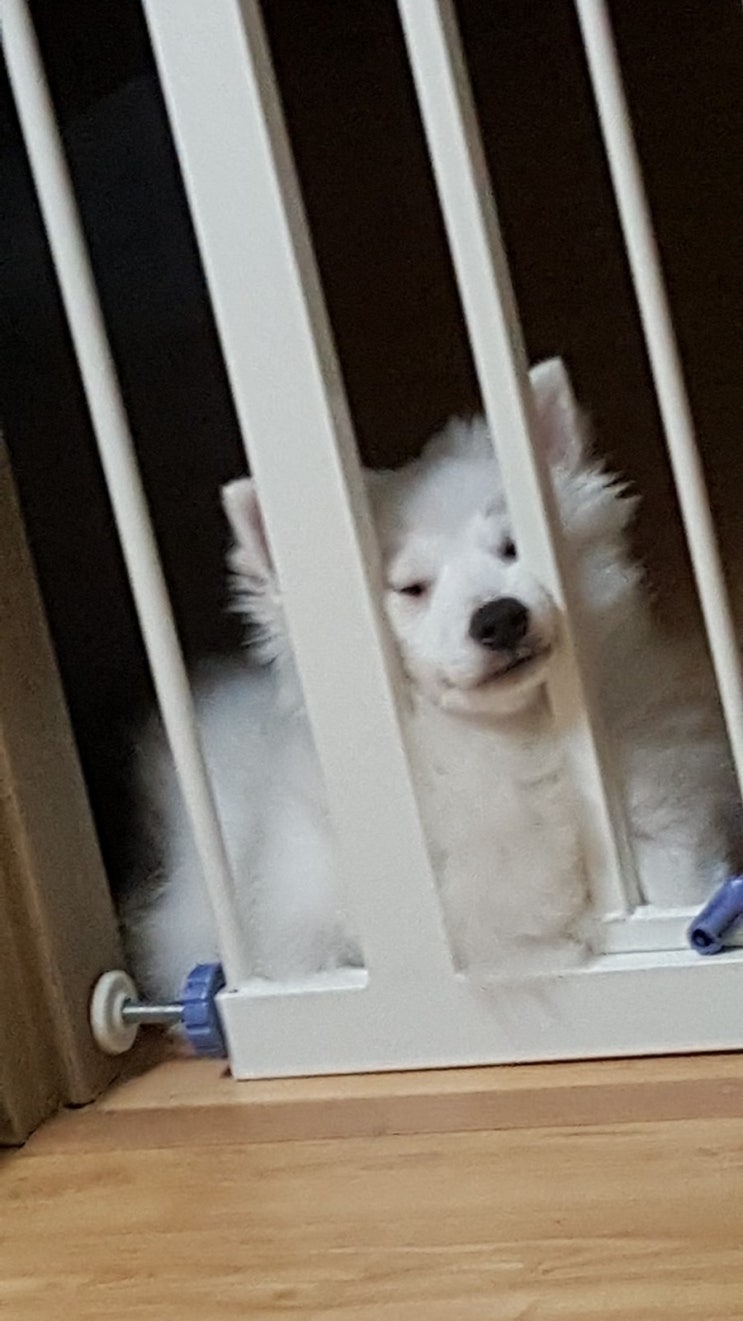  우리집 막둥이 스피츠 별이 성격 왜이래?