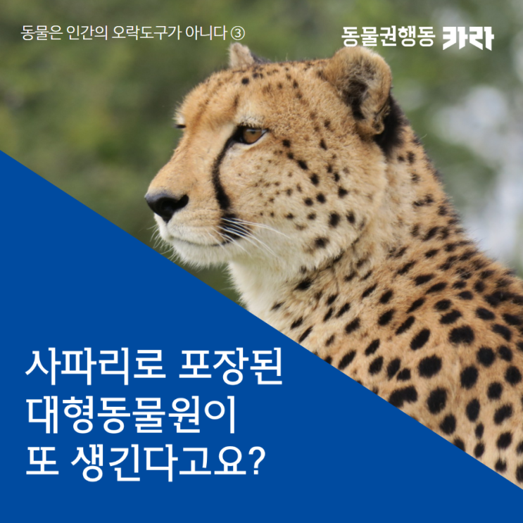  [카드뉴스] 사파리로 포장된 대형동물원이 또 생긴다고요?