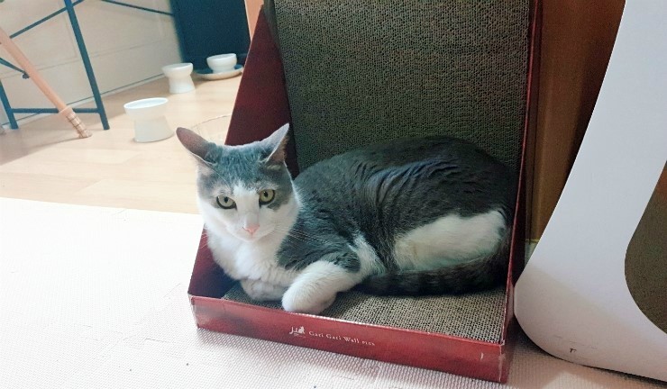  안놀아줘서 삐졌다옹 ~!!
