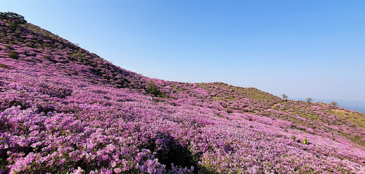  황매산 철쭉제