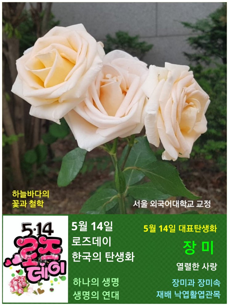 5월 14일 로즈데이. 한국의 탄생화와 부부꽃배달 / 장미, 찔레꽃 등