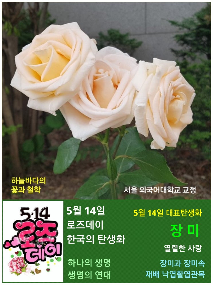  5월 14일 로즈데이. 한국의 탄생화와 부부꽃배달 / 장미, 찔레꽃 등