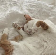  활동시한예로 차값을