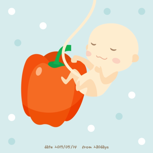  [임신11주-17주] 다사다난하게 임신 중기 돌입