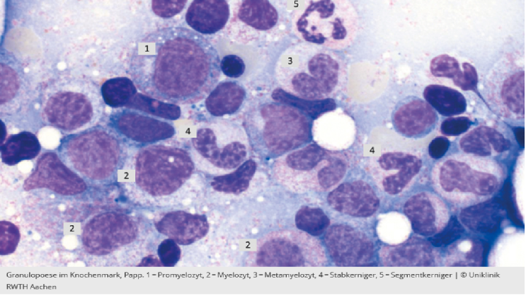  granulopoese