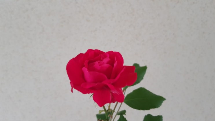  로즈데이/소확행/장미/빨간장미/행복/사랑