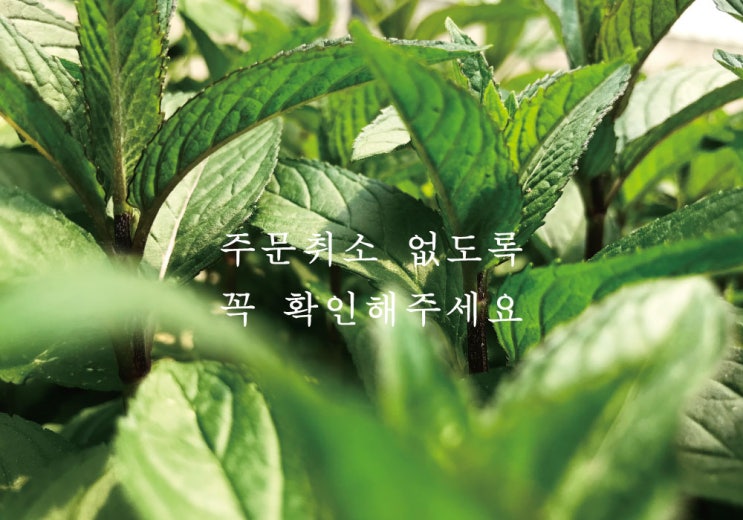  초코민트 생잎 긴 줄기, 가공용
