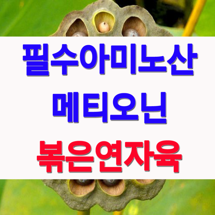  거피 연꽃씨앗 연자육효능 및 먹는법 (연자육차)