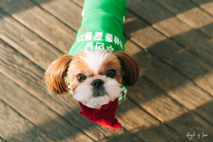 [스냅사진] 강아지와 추억을 만드는 반려견스냅 : 서울숲