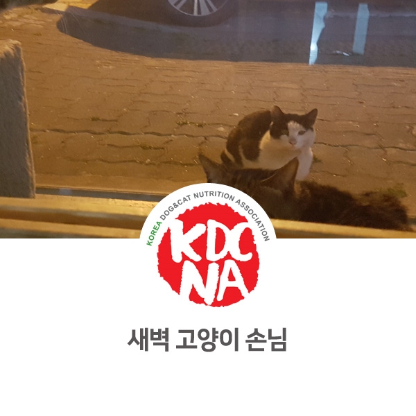 [반려동물 영양 전문 수제간식 창업] 망고네펫푸드 새벽 고양이 손님_44