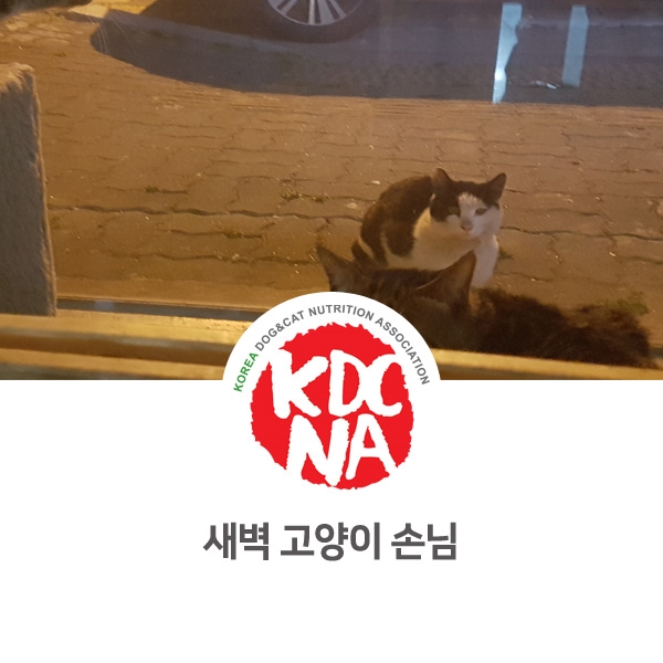  [반려동물 영양 전문 수제간식 창업] 망고네펫푸드 새벽 고양이 손님_44