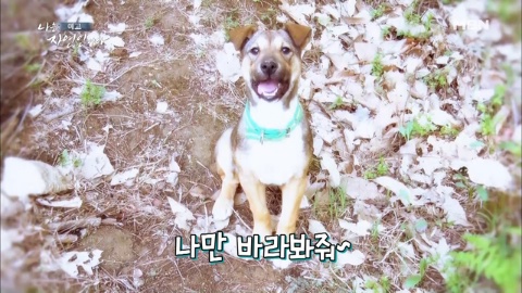 나는 자연인이다 348회 산골 노총각의 청춘낙원 자연인 김도연 옻나무진액고향산 옻순가시오갈피순 텃밭두릅비빔면 오두막집텐트 보디빌더출신 전기철거토목건설현장반장피부샵트리하우스 다시보기 나는 자연인이다 348회 산골 노총각의 청춘낙원 자연인 김도연 옻나무진액고향산 옻순가시오갈피순 텃밭두릅비빔면 오두막집텐트 보디빌더출신 전기철거토목건설현장반장피부샵트리하우스 다시보기