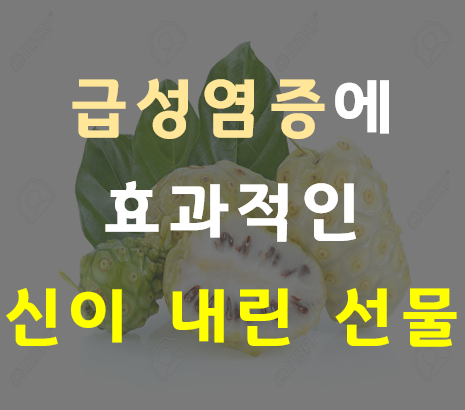 노니발효액 원액으로 염증에 효과 직빵!