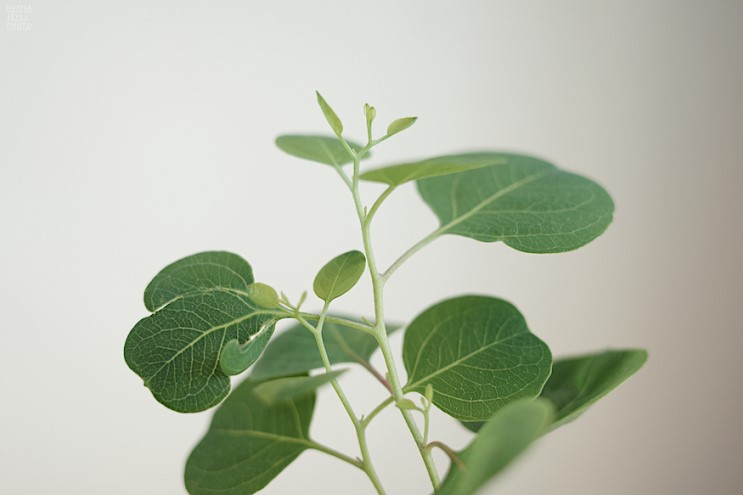 동글동글 귀여운 잎으로 유혹하는 반려 식물 폴리안 유칼립투스