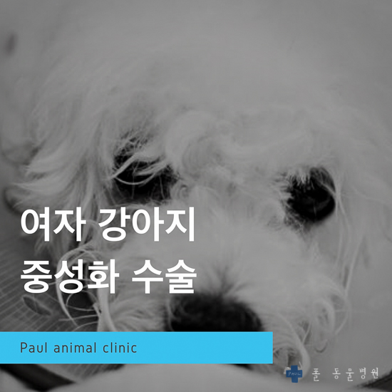  암컷 비숑 강아지 중성화(최소절개, 실밥없음) & 성남 분당 24시 폴 동물병원 (이천, 여주, 판교, 용인, 광주)