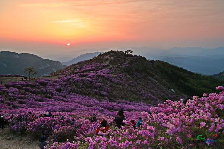  봄 나들이(황매산 철쭉)