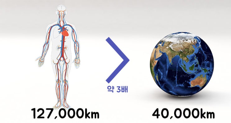  고혈압 에 좋은 폴리코사놀효능 !