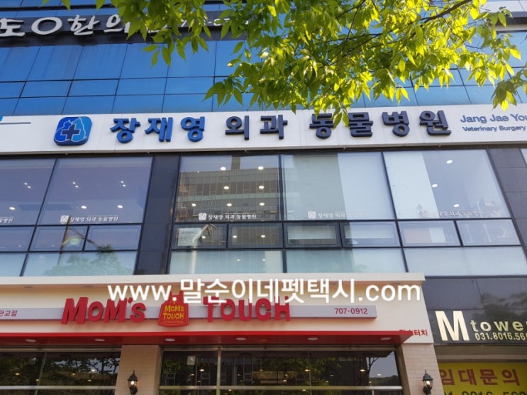  [강아지 슬개골탈구,고관절수술]말순이네 펫,애견택시 타고 장재영외과동물병원가는 소