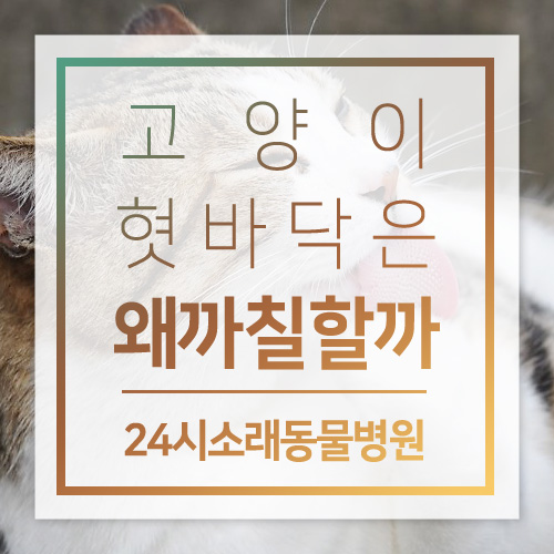  인천24시소래동물병원 : 고양이 혓바닥 / 고양이 혓바닥이 까칠한 이유 / 고양이 그루밍