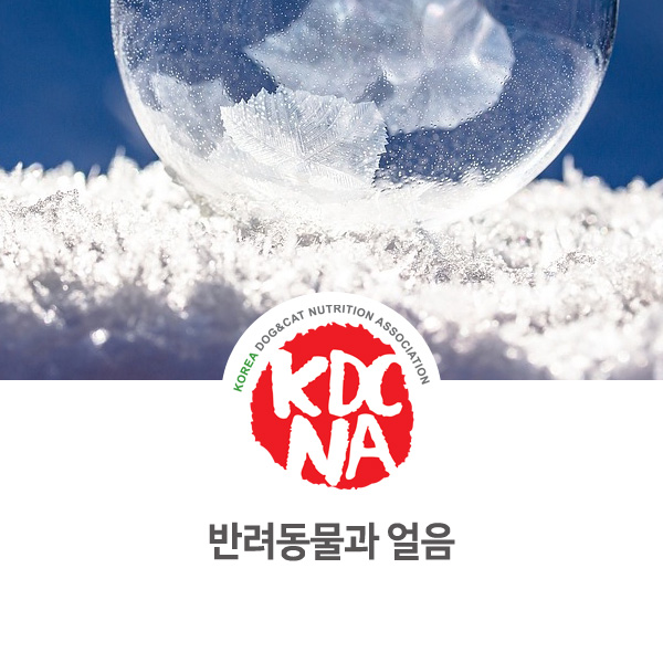 [강아지 고양이 영양 정보] 반려동물 얼음 먹어도 되나요?_92