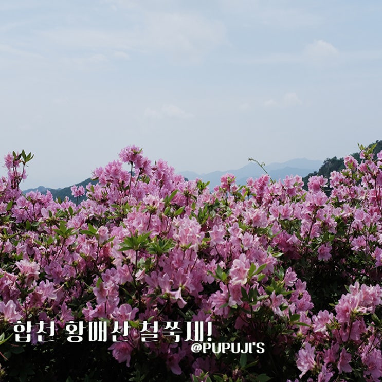  합천 황매산 철쭉제, 철쭉이 절정이에요!