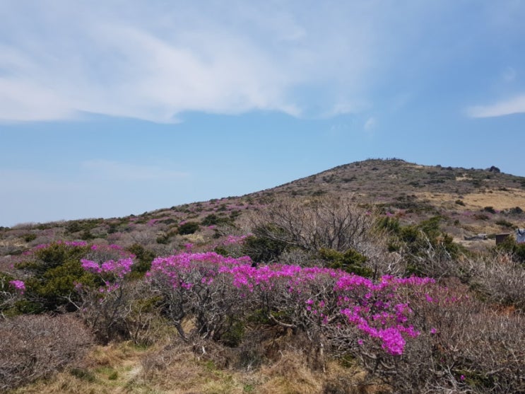  [제주도여행]한라산 영실코스는 진달래꽃동산