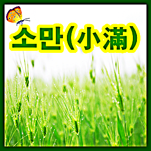  보리밭, 모내기 그리고 막걸리...소만(24절기)의 추억이여    