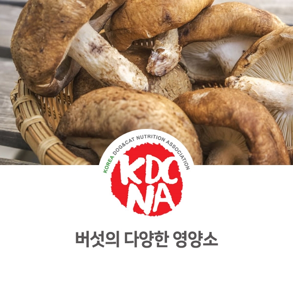 [강아지 고양이 영양 정보] 반려동물  버섯 식재료의 다양한 효과_88