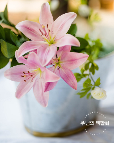  주님의 백합화