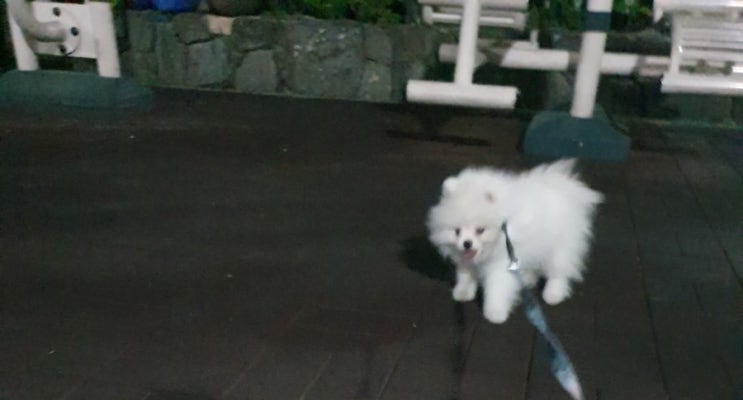  산책할 때 아무거나 주워먹는 강아지