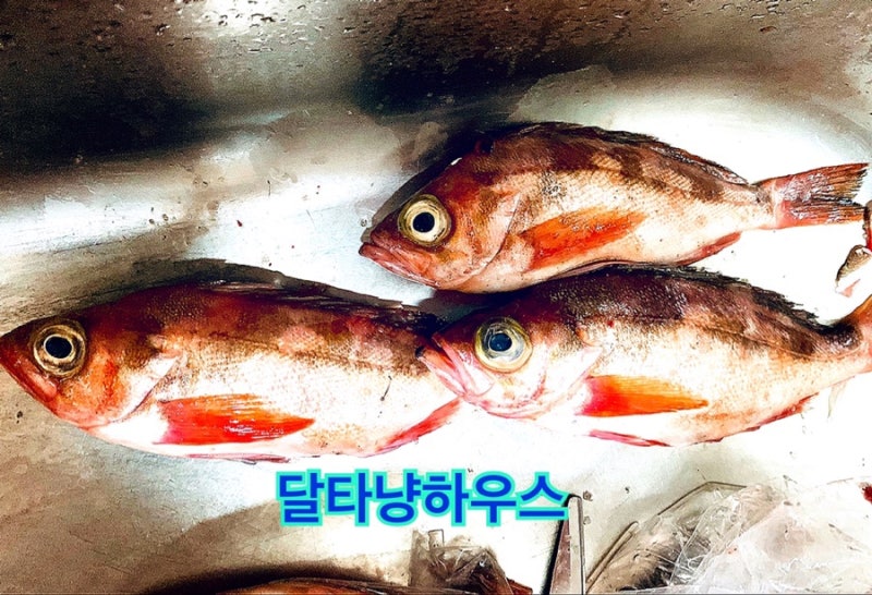 열기 생선구이 열기 열갱이, 볼락요리 적어 생선 열기 손질법 장문볼락 손질법 : 네이버 블로그