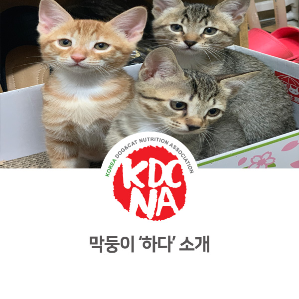  [반려동물 영양 전문 수제간식 창업] 다묘 가정 쁘띠푸드 막내 고양이 소개_45