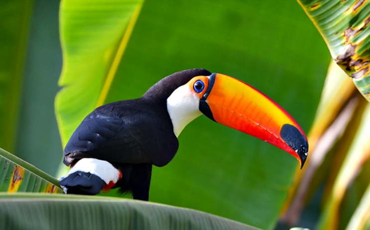 &lt;남미여행&gt;중에 볼 수 있는 "행운의 새"/브라질 국조 "토코투칸(Toco Toucan)"