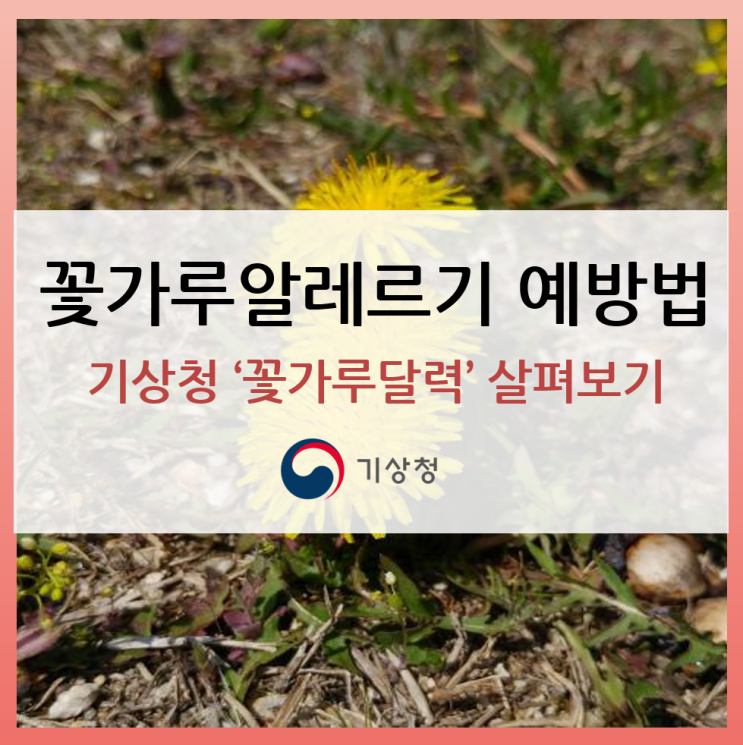 [꽃가루알레르기] 예방이 먼저! 기상청 꽃가루 달력으로 알레르기 예방해보세요!