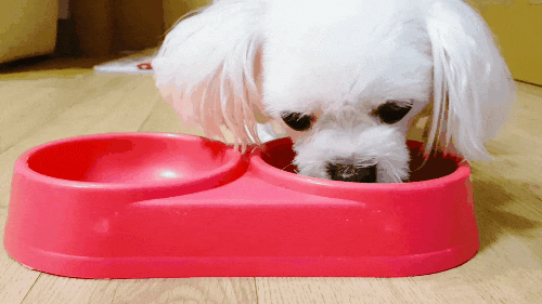  마이펫닥터 펫바이오틱스 강아지 유산균 리얼 후기!!!