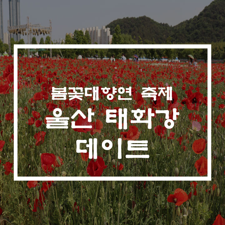  울산 태화강 데이트 봄꽃대향연 축제